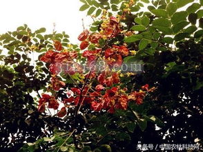 欒樹是什么樹，是落葉灌木或者喬木