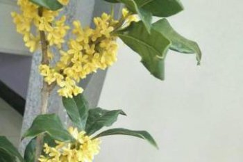 桂花樹苗怎么培育，在疏松的偏酸土壤中最合適生長