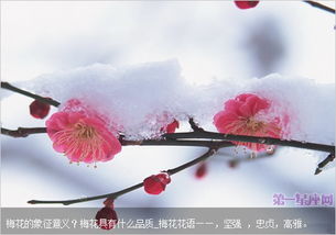梅花象征著什么意義,使人志向奮進的鼓勵