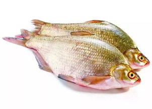 武昌魚和鳊魚的區別,武昌魚魚嘴很寬而鳊魚的嘴比較圓