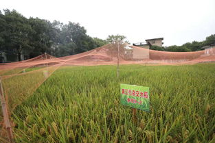 水稻畝產多少斤，在1000至1200斤左右