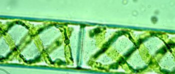 水綿是什么植物，雙星藻科水綿屬