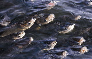 池塘的魚為什么會死，暴發性魚病、缺氧翻塘