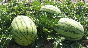 沈陽最有名的特產(chǎn),小梁山西瓜、樹莓、老龍口白酒