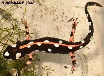 洞螈可以養嗎,不適合人工飼養的