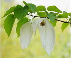 活化石是什么樹，銀杉，珙桐，香果