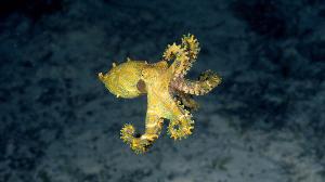 海洋生物有多少種，20278種海洋生物