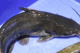 清江魚和鯰魚的區別,清江魚生活在山泉水而鯰魚是生活在沼澤