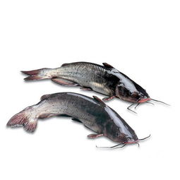 清江魚(yú)多少錢(qián)一斤,價(jià)格一般在20~40元斤