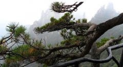 松柏象征著什么，象征一種堅貞不屈的英雄氣概