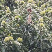 板栗苗怎么培育,主要有種子播種和嫁接兩種方法