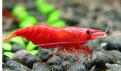 極火蝦吃什么，既可以吃藻類食物也可以吃微生物