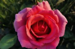 枝繁葉茂是什么季節，是秋季該開花的時候也能夠花開不斷