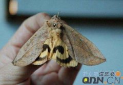 枯葉蝶是幾級保護動物，是國家二級保護蝶類