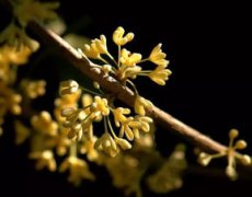 桂花是什么季節開的花，是秋節開的花