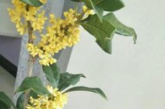 桂花樹苗怎么培育,在疏松的偏酸土壤中最合適生長