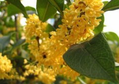 桂花象征著什么，是收獲與勝利的象征