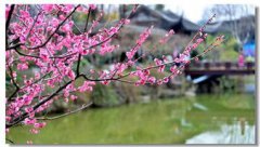 梅花是什么季節開的，在冬春季節開放