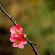 梅花象征著什么，是五福的象征