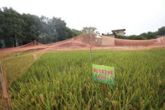 水稻畝產(chǎn)多少斤,在1000至1200斤左右