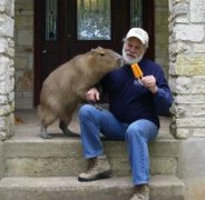 水豚中國可以養嗎,需要先取得野生動物馴養繁殖許可證