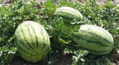 沈陽最有名的特產,小梁山西瓜、樹莓、老龍口白酒