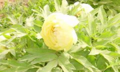 洛陽是什么花,是牡丹花武則天將牡丹貶至洛陽