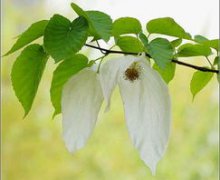 活化石是什么樹，銀杉，珙桐，香果