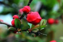 海棠花象征著什么，海棠花象征著苦戀