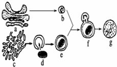 溶酶體的形成過程,內質網合成的溶酶體蛋白質進入高爾基體