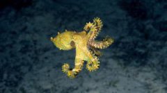 海洋生物有多少種，20278種海洋生物