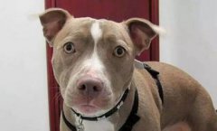 海馬是雌雄同體嗎，不是雌雄同體