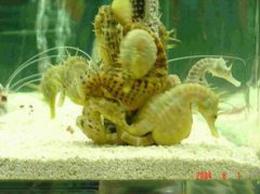 海馬生育是公還是母, 海馬繁殖是公