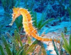 海馬繁殖是公還是母,生寶寶的是公海馬
