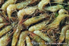 淡水蝦吃什么，人工養(yǎng)殖的河蝦能攝食各種商品飼料