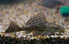 清道夫魚為什么會死,太硬的水是導致清道夫致死的原因