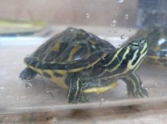 火焰龜能長(zhǎng)多大，背甲能夠長(zhǎng)到35到45厘米左右