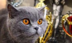 灰色的貓咪是什么品種，英短藍(lán)貓、蘇格蘭折耳貓等