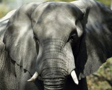 熱帶雨林有什么動物，大靈貓、鬣羚、華南虎、象