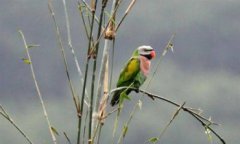 熱帶雨林有哪些動物，有鸚鵡、猴子、紅眼睛的樹蛙、螞蟻等