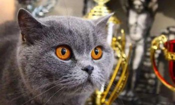 灰色的貓咪是什么品種，英短藍(lán)貓、蘇格蘭折耳貓等