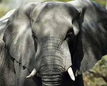 熱帶雨林有什么動物，大靈貓、鬣羚、華南虎、象