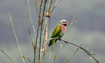 熱帶雨林有哪些動物,有鸚鵡、猴子、紅眼睛的樹蛙、螞蟻等