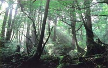 煤炭的形成過程,植物遺體經(jīng)過生物化學(xué)作用