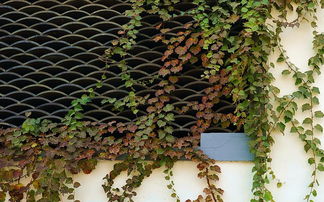 爬山虎是什么植物,屬于大型落葉藤本植物