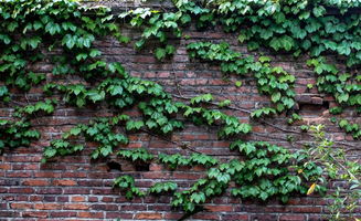 爬山虎生活在哪里，陰濕環境或向陽處均能茁壯生長