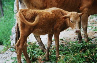 牛的壽命一般有多長，20-30年其生長期為4年