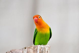 牡丹鸚鵡會說話嗎,牡丹鸚鵡會說話