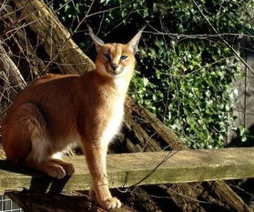 獰貓可以養嗎,不能當做寵物來飼養的