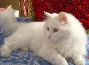 獅子貓多少錢一只,是純種的可能100來塊錢純種的估計要400-500